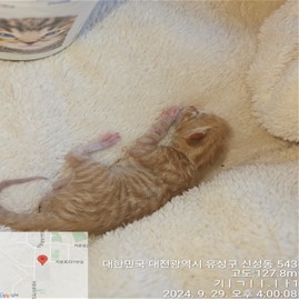 종료(자연사) 코숏…